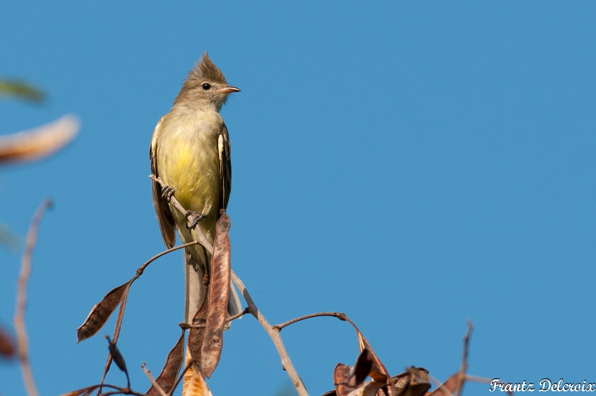 Yellow-bellied Elaenia - ML62041991