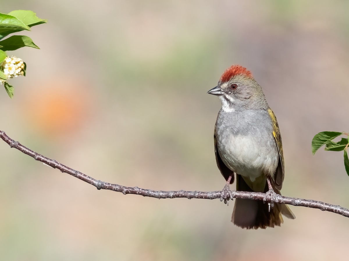 Green-tailed Towhee - ML620419914