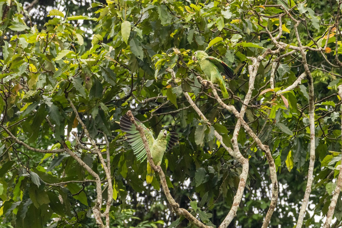 Amazone poudrée - ML620419920