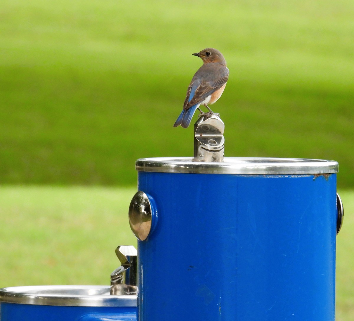 Eastern Bluebird - ML620419922