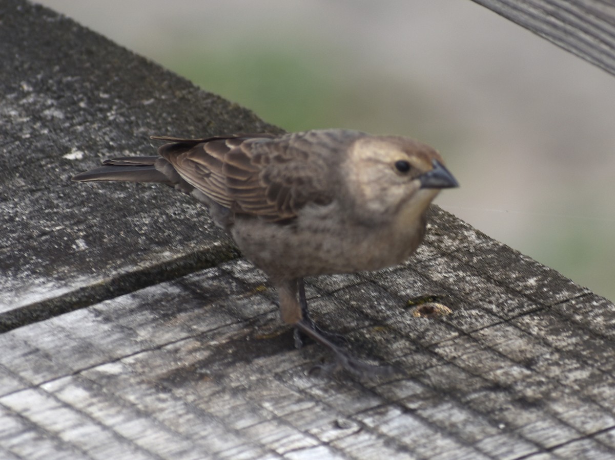 Brown-headed Cowbird - ML620419933