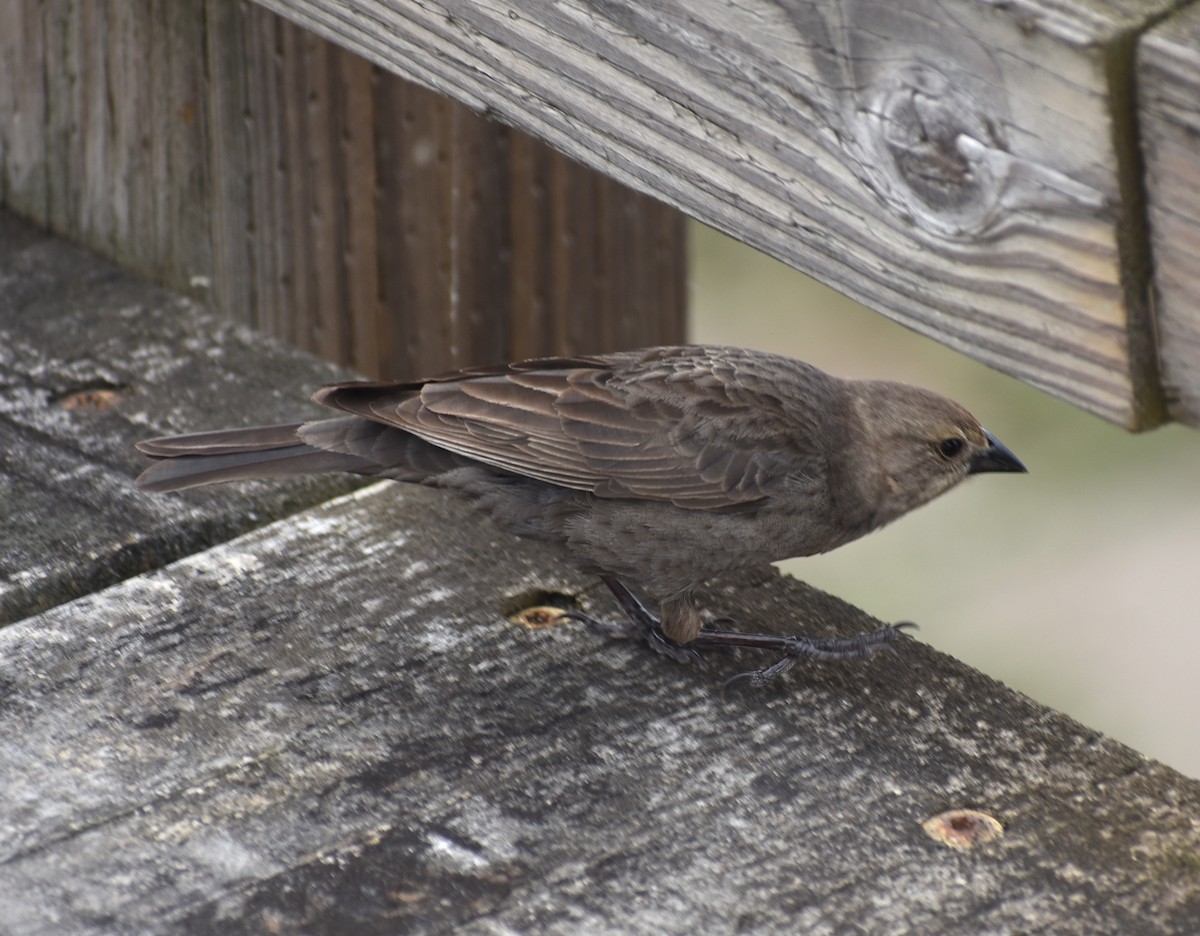 Brown-headed Cowbird - ML620419943