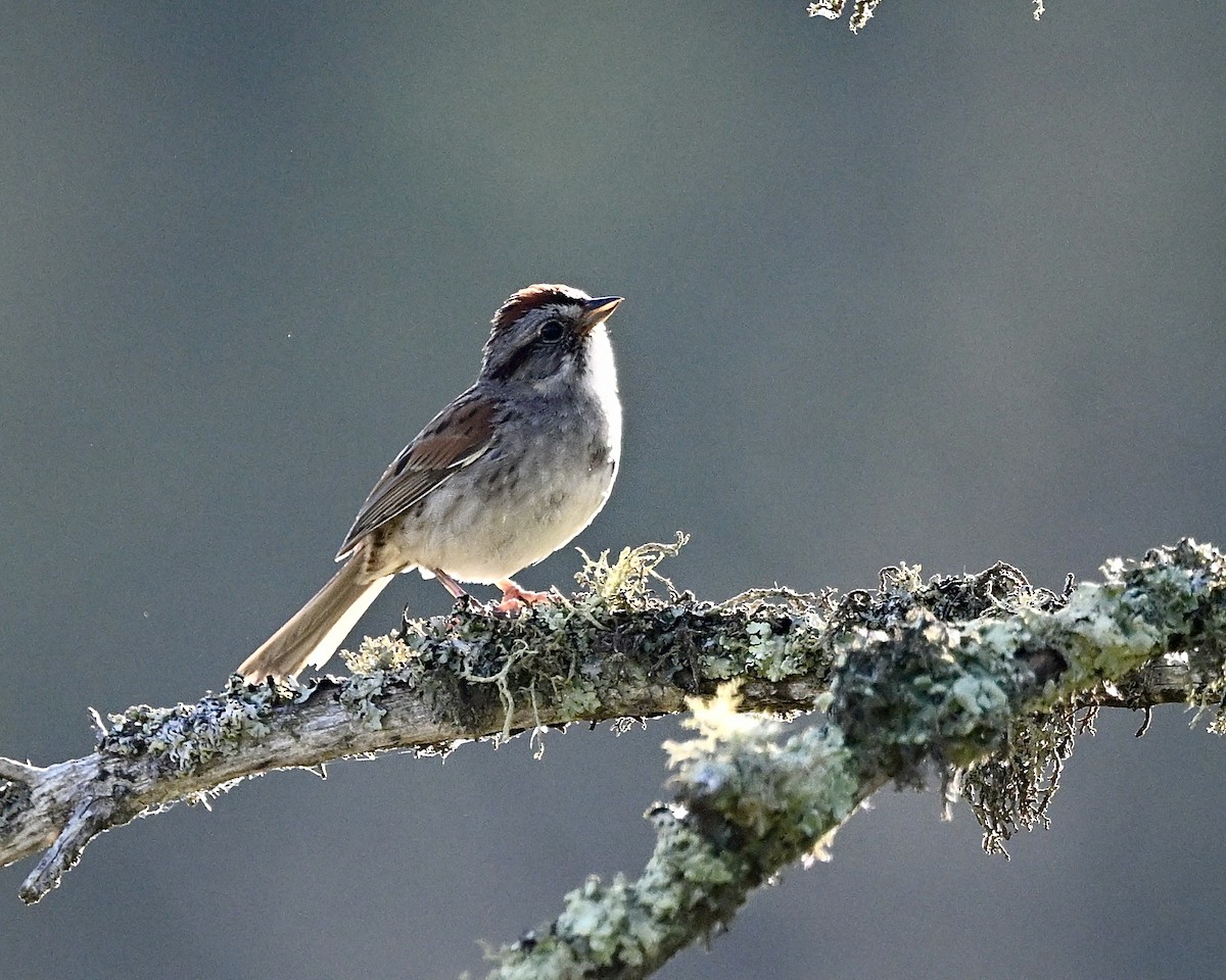 Swamp Sparrow - ML620419947