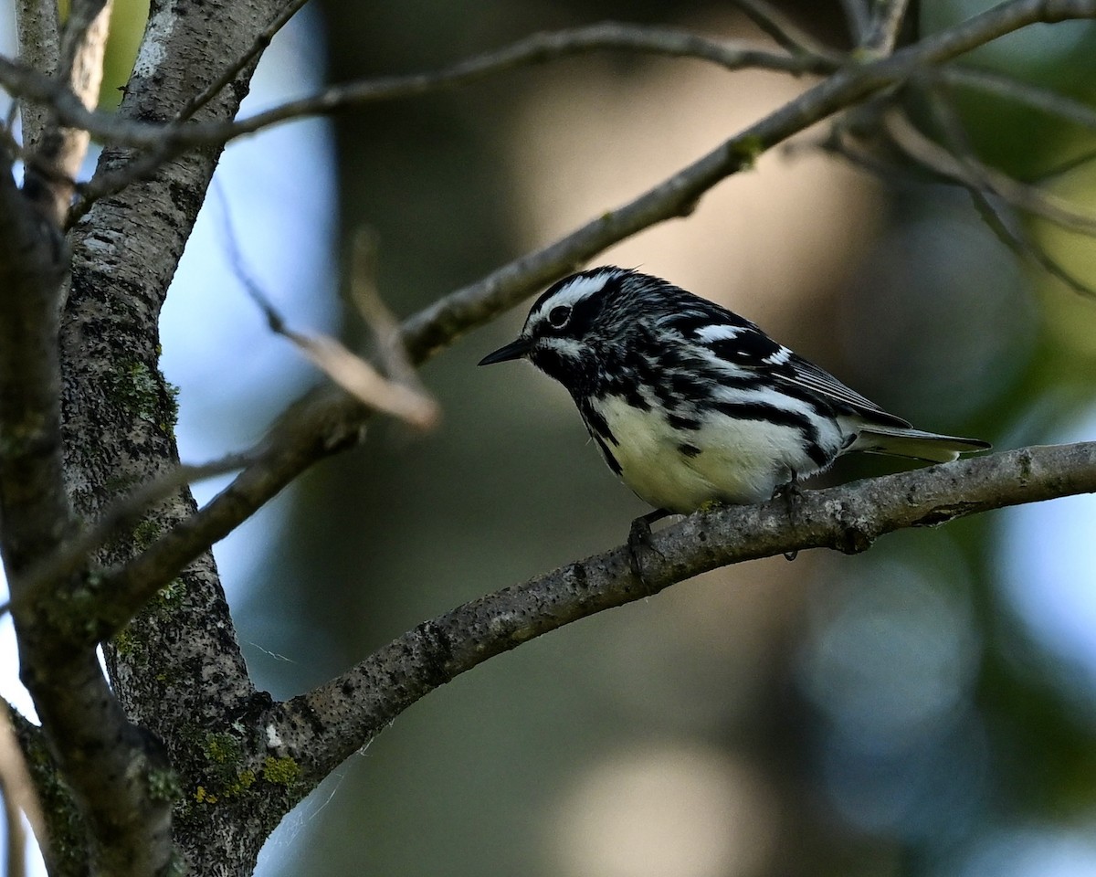 Black-and-white Warbler - ML620419955
