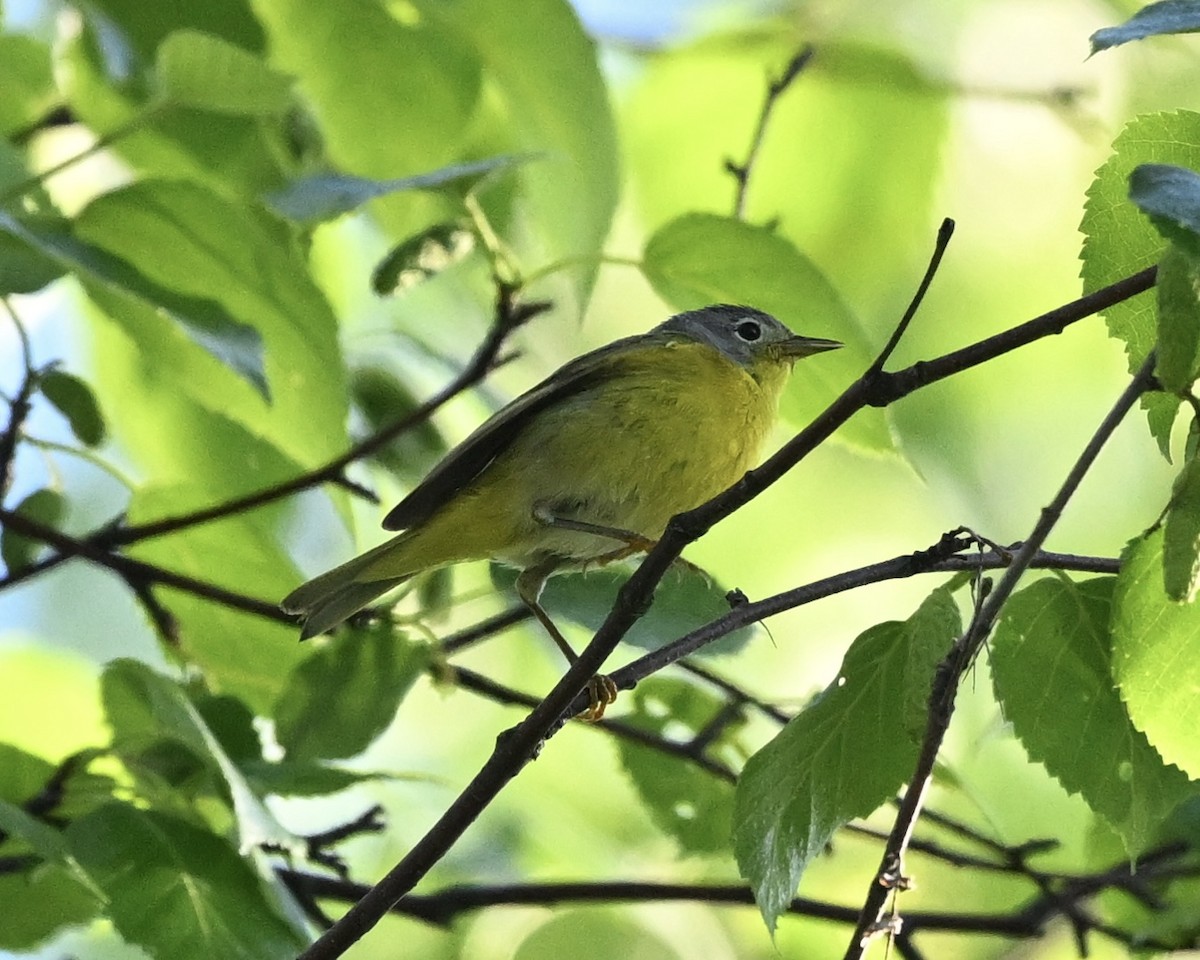 Nashville Warbler - ML620419960