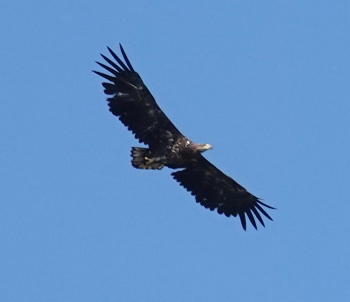 White-tailed Eagle - ML620419968