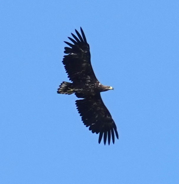 White-tailed Eagle - ML620419969