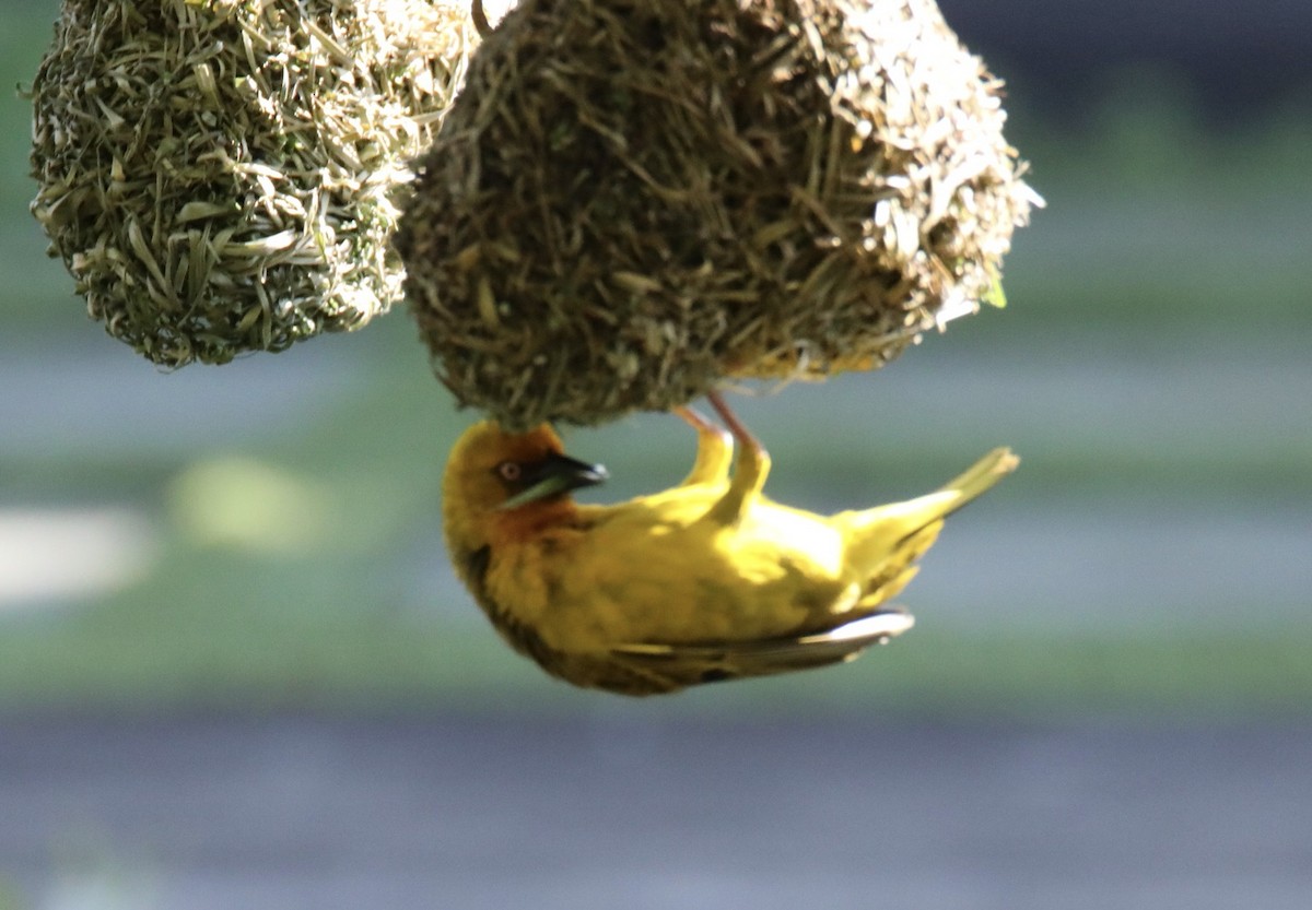 Cape Weaver - ML620419994