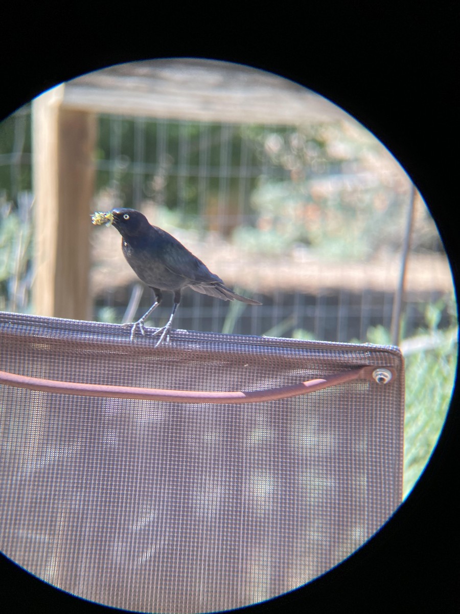 Brewer's Blackbird - ML620419999