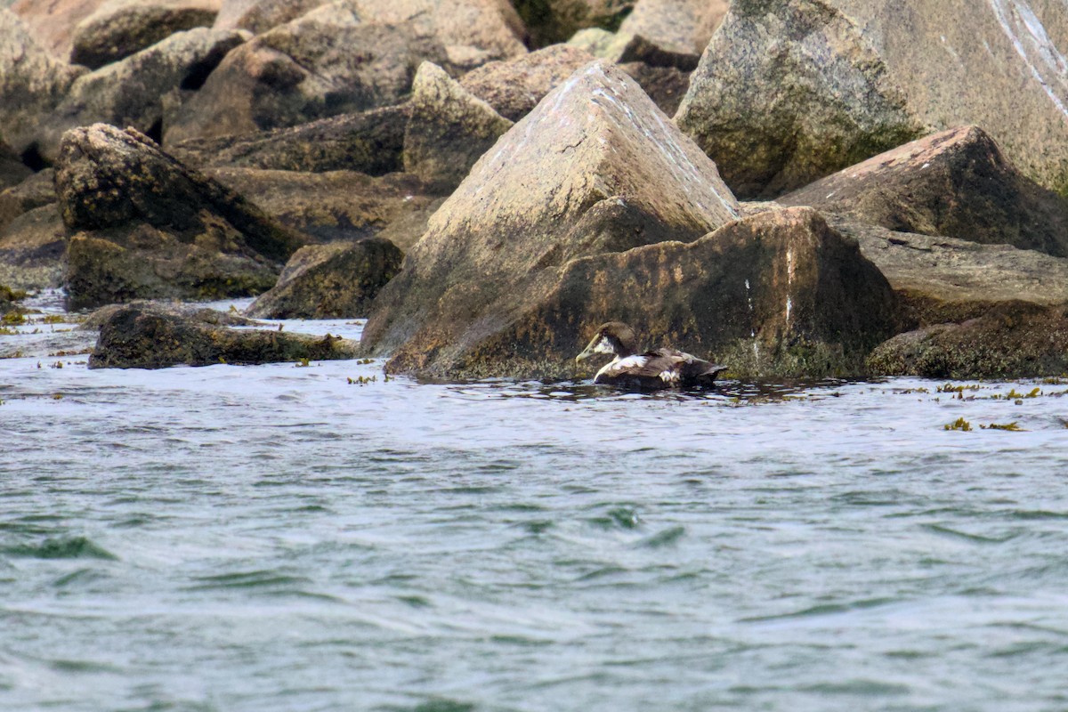 Common Eider - ML620420001