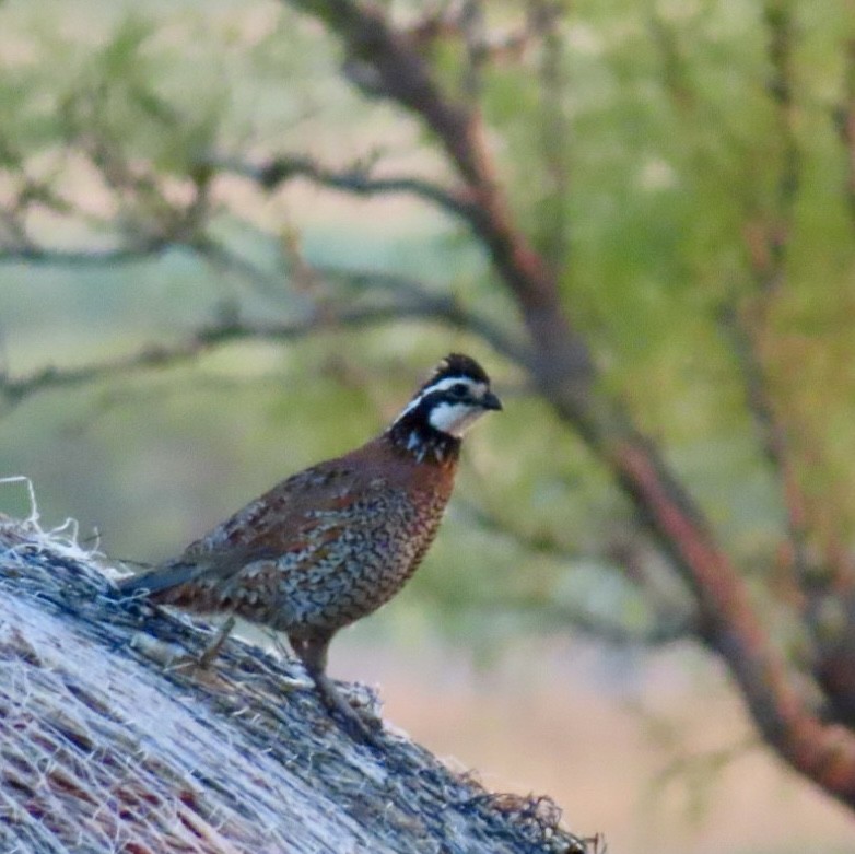 Northern Bobwhite - ML620420006