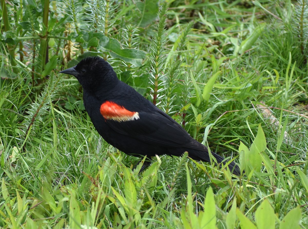 Red-winged Blackbird - ML620420007