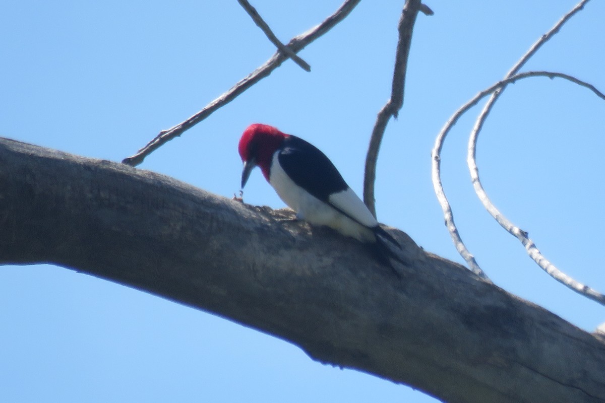 Red-headed Woodpecker - ML620420008