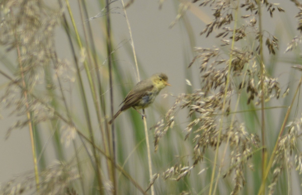 Melodious Warbler - ML620420011