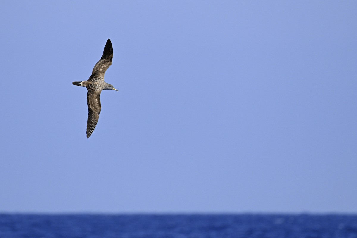 Cory's/Scopoli's Shearwater - ML620420013