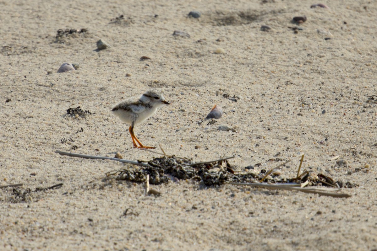 Piping Plover - ML620420016