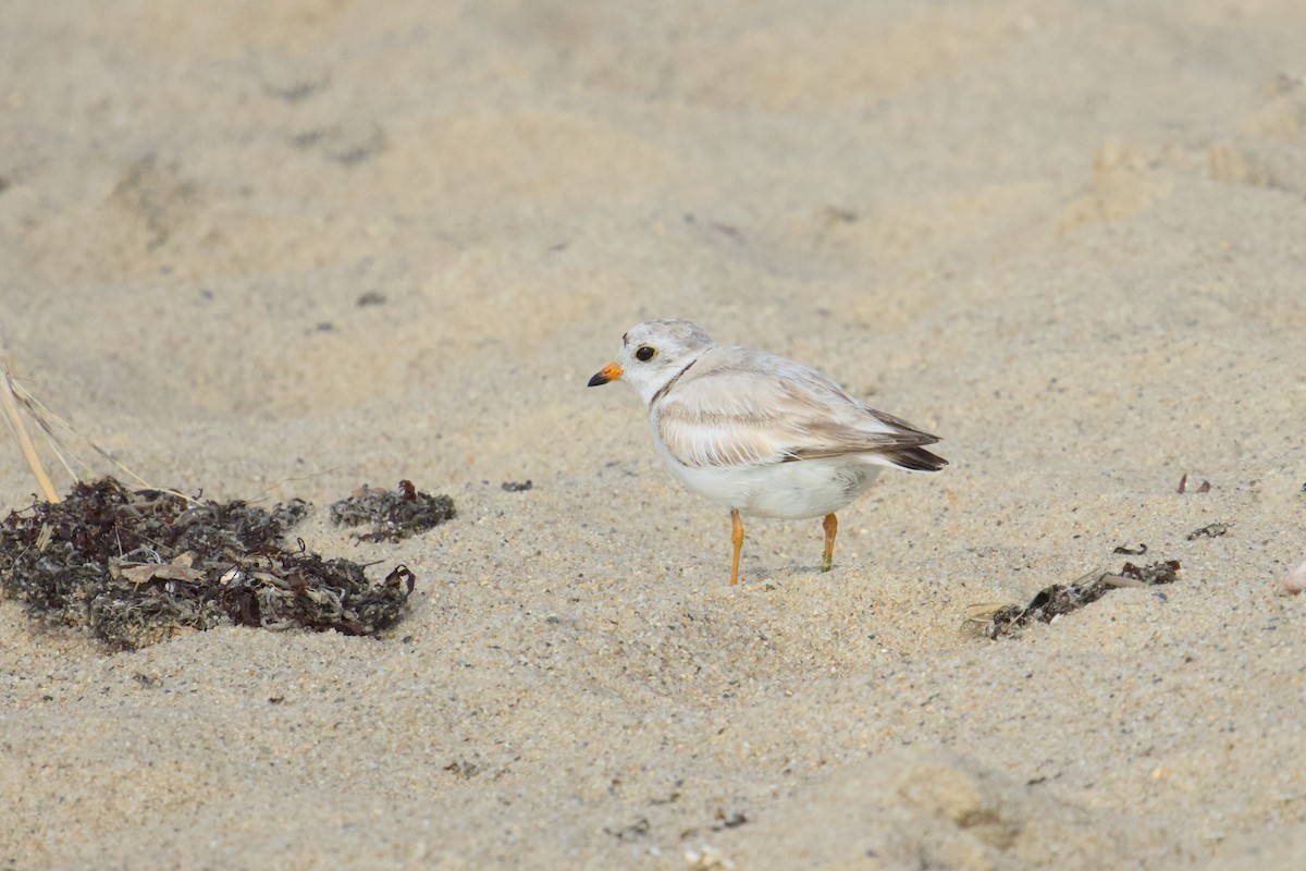 Piping Plover - ML620420017