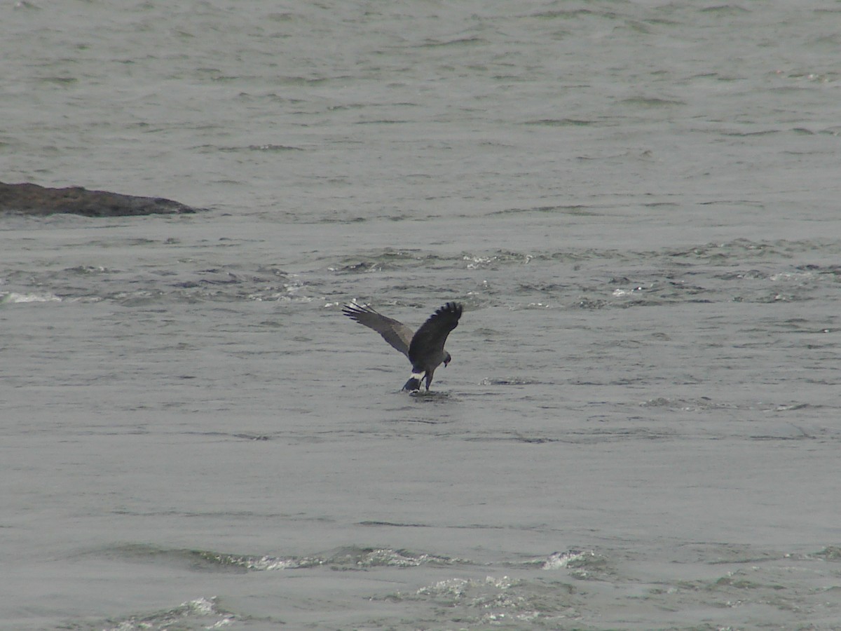 Snail Kite - ML620420035