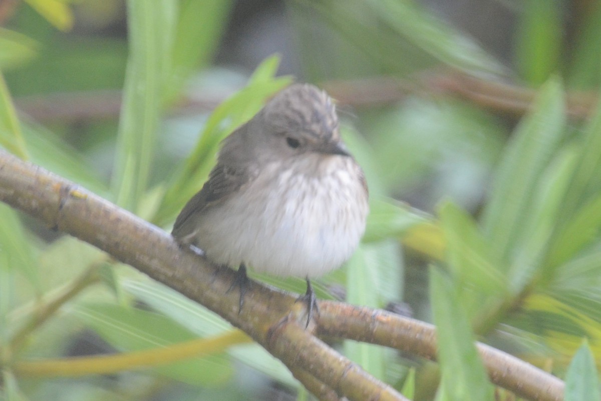 Spotted Flycatcher (Spotted) - ML620420037