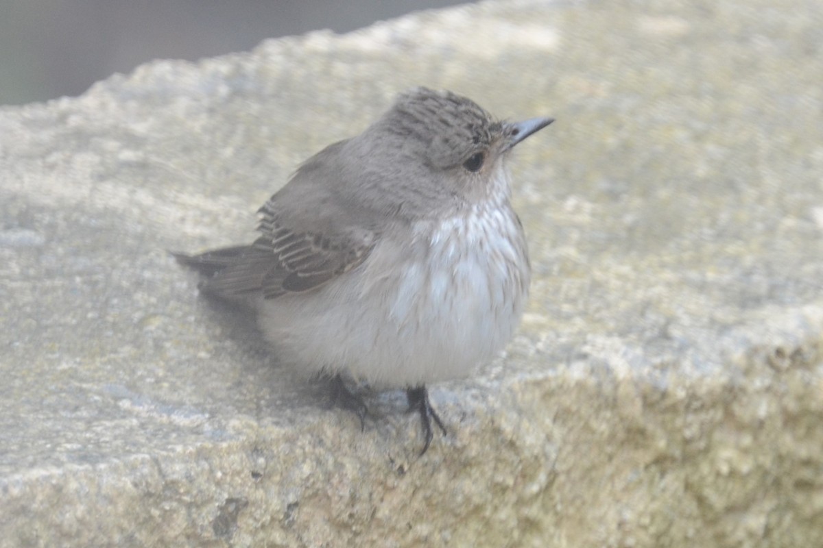 Gobemouche gris (groupe striata) - ML620420038