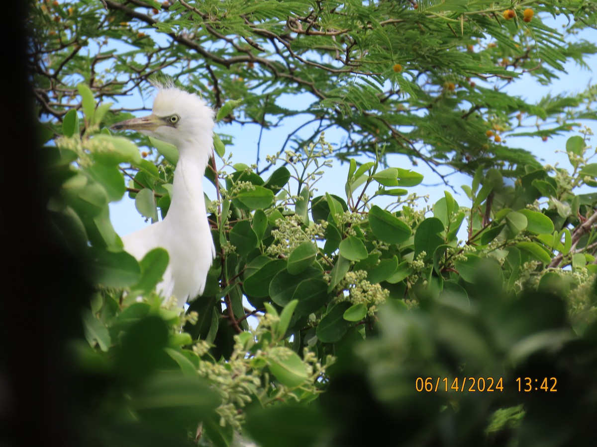 Western Cattle Egret - Katherine Wychulis