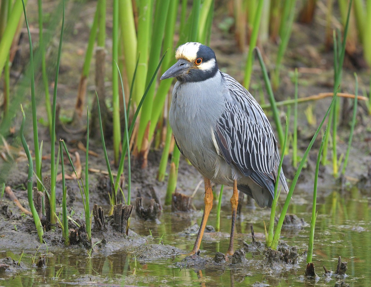 Yellow-crowned Night Heron - ML620420046