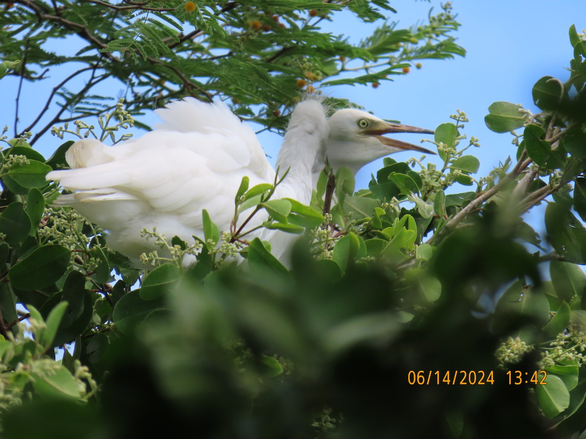 Чапля єгипетська (підвид ibis) - ML620420047