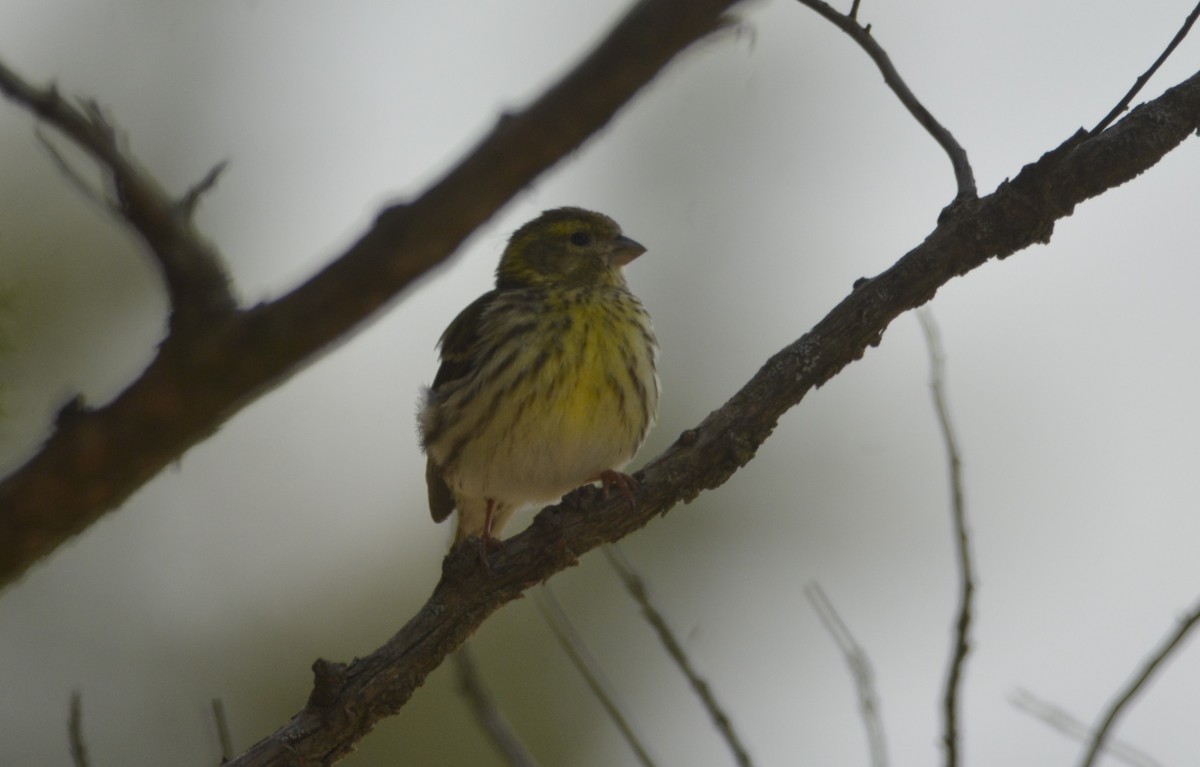 European Serin - ML620420050