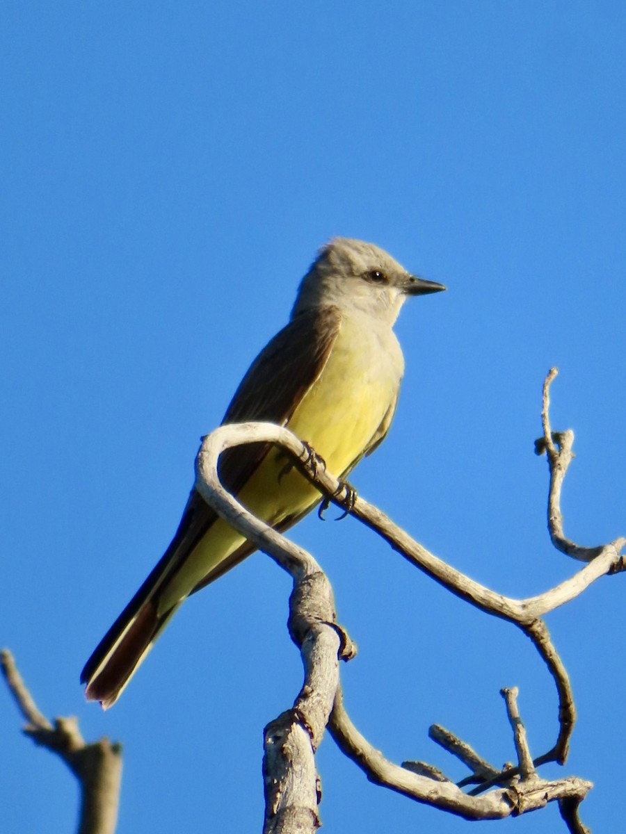 Schmalschnabel-Königstyrann - ML620420051