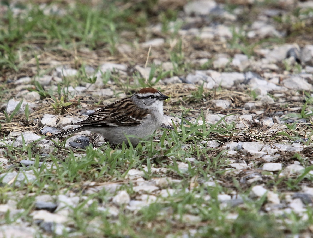 Chipping Sparrow - ML620420053