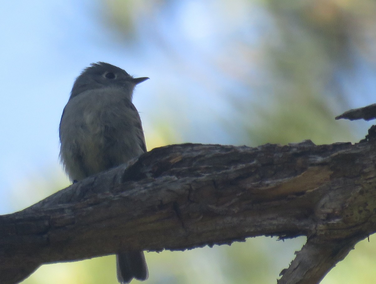 Hammond's Flycatcher - ML620420063