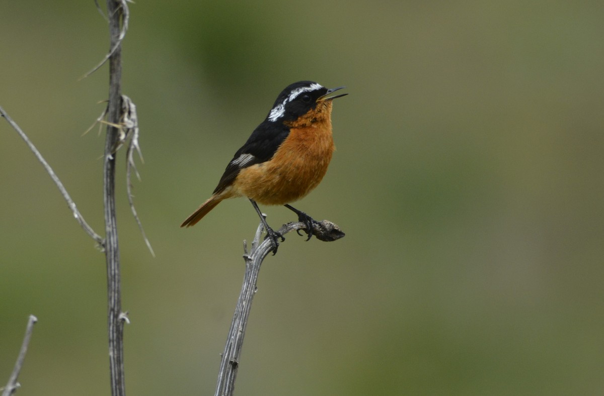 Moussier's Redstart - ML620420065