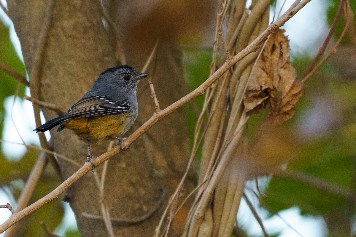 Variable Antshrike - ML620420082