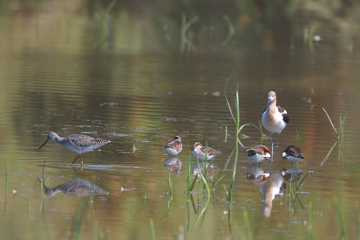 Greater Yellowlegs - ML620420084