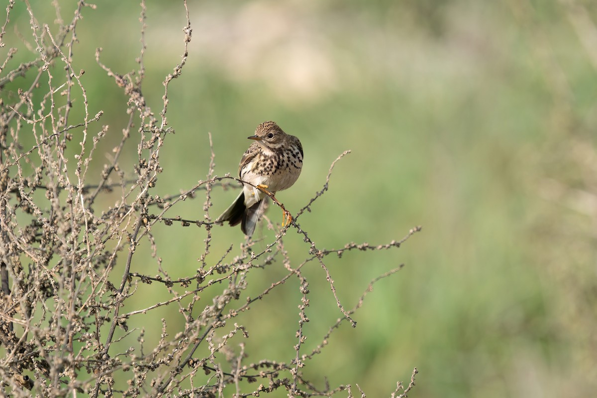 Meadow Pipit - ML620420101