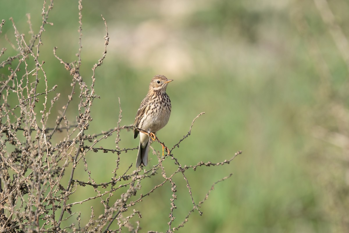 Meadow Pipit - ML620420102