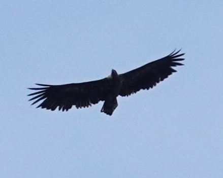 White-tailed Eagle - ML620420110