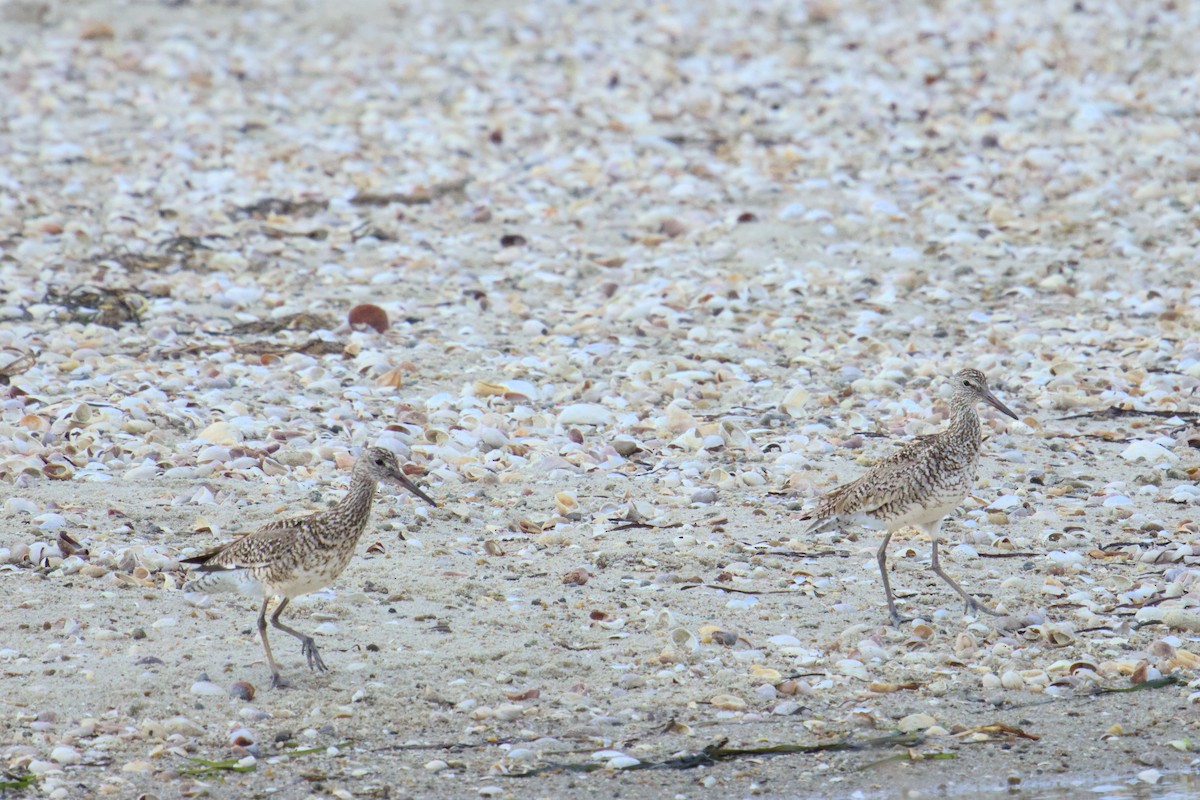 Willet - ML620420115