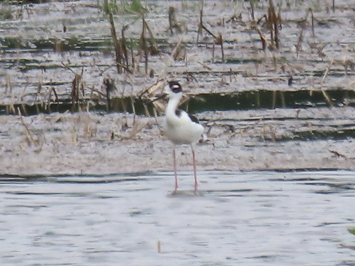 Schwarznacken-Stelzenläufer - ML620420143