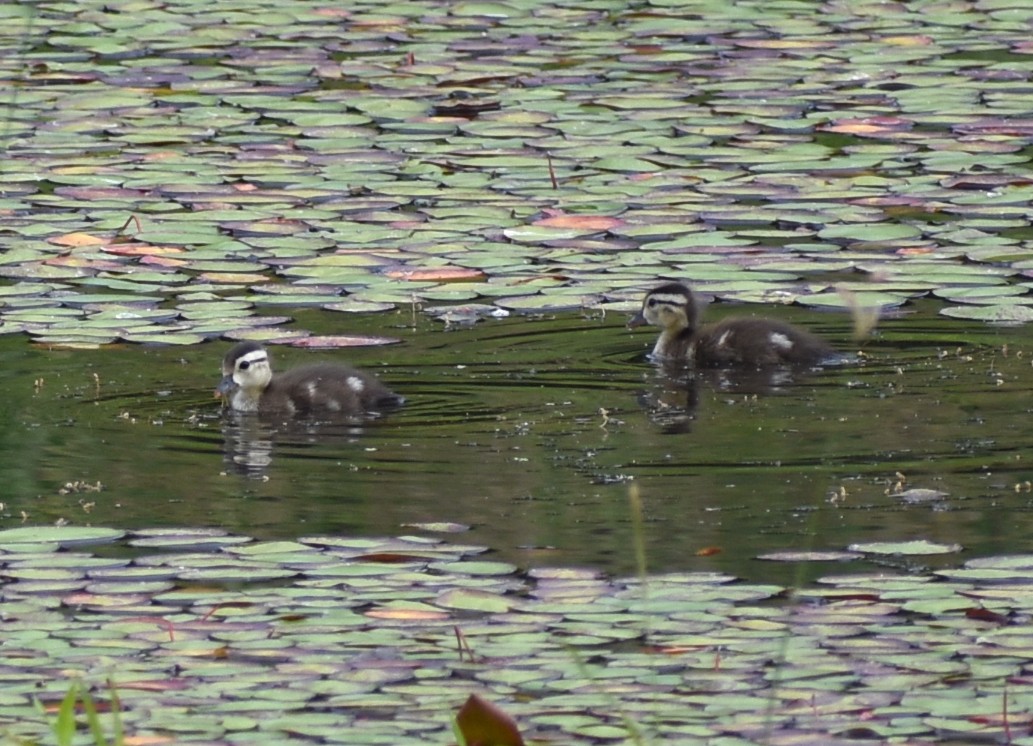 Wood Duck - ML620420144