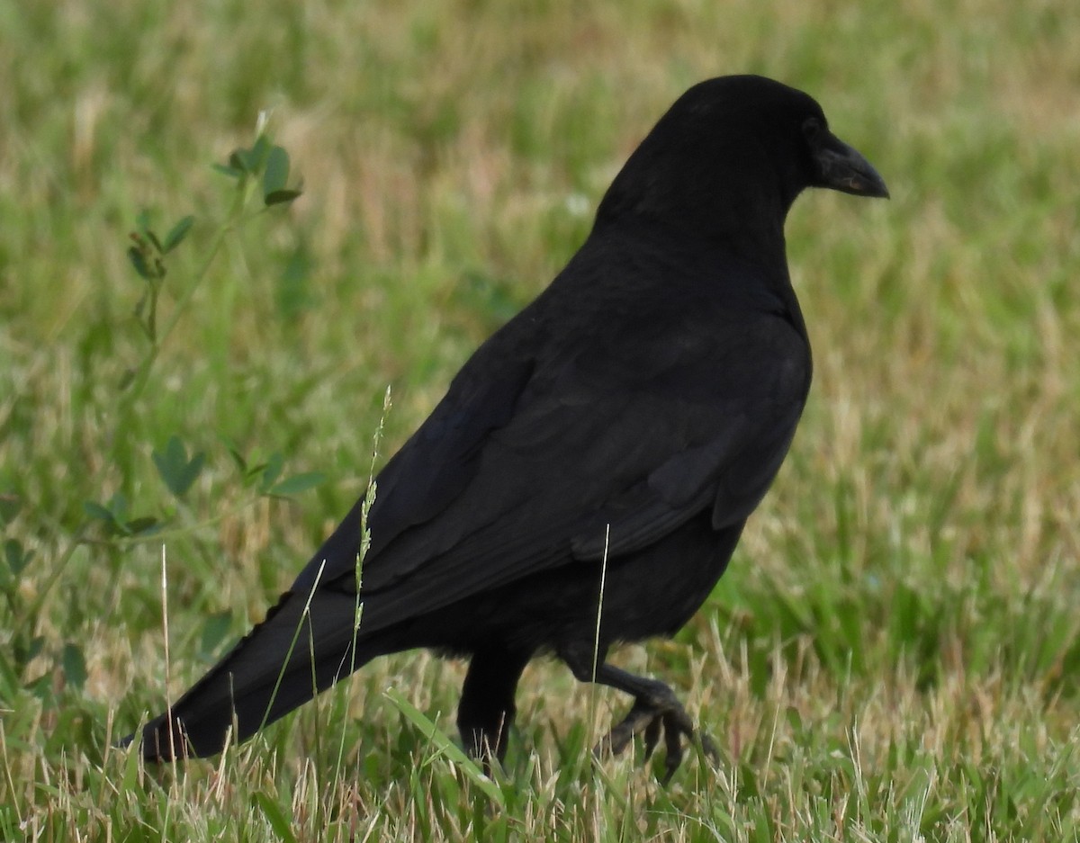 American Crow - ML620420147