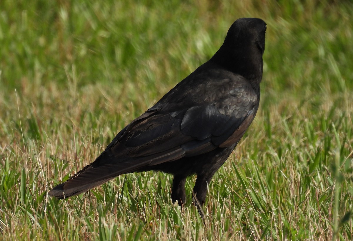 American Crow - ML620420149