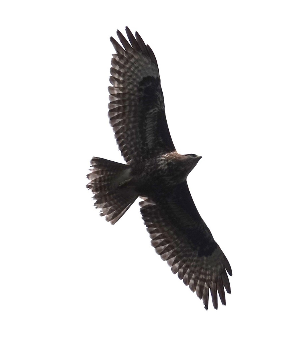 Common Buzzard - ML620420153