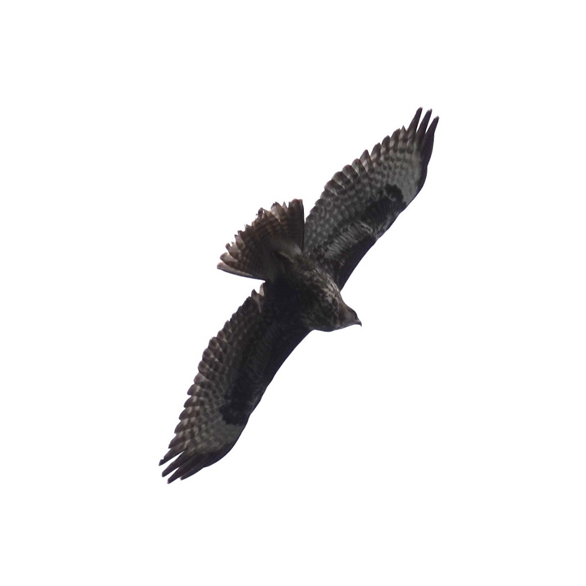 Common Buzzard - ML620420154