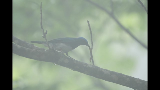 Zappey's Flycatcher - ML620420182