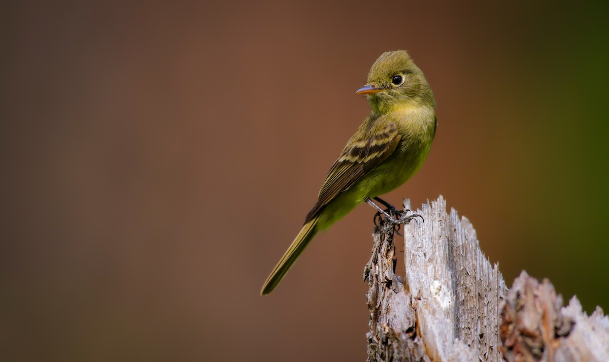 Western Flycatcher (Pacific-slope) - ML620420188