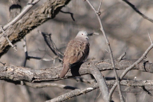 Ruddy Ground Dove - ML620420194