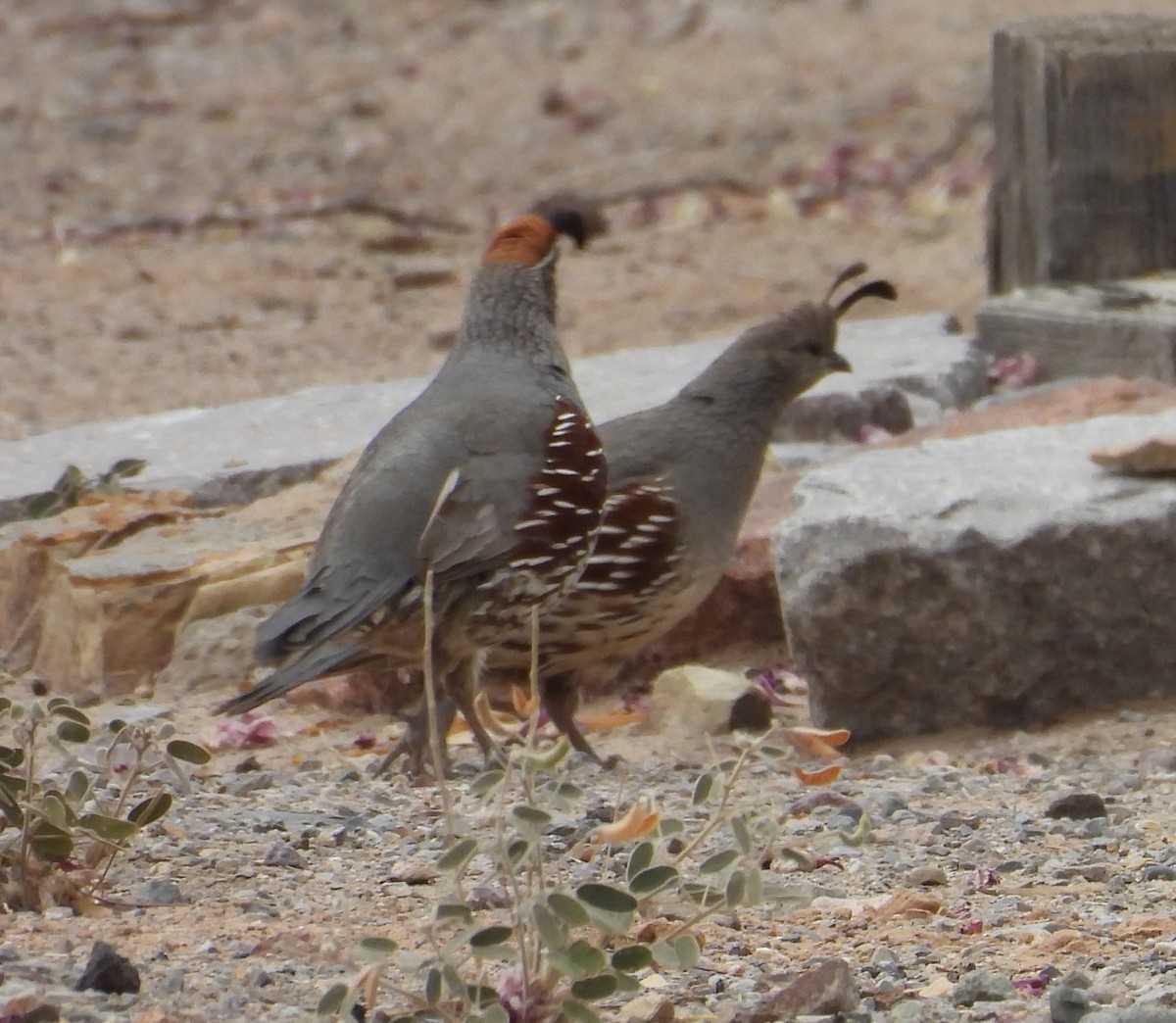 Gambel's Quail - ML620420213