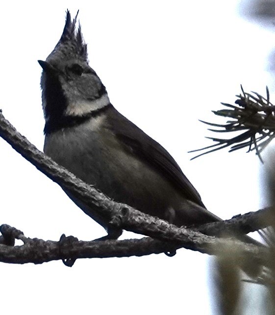 Crested Tit - ML620420218