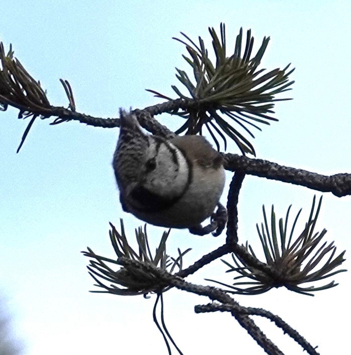 Crested Tit - ML620420219